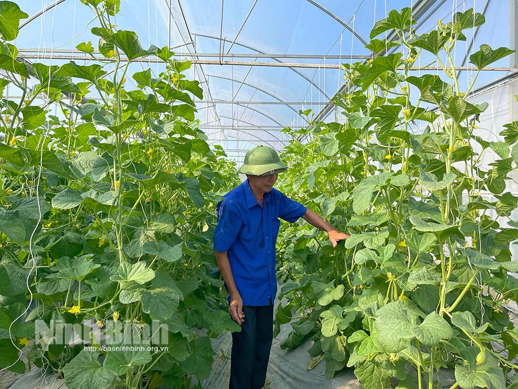 Lão nông Yên Mô tiên phong trồng những giống dưa mới