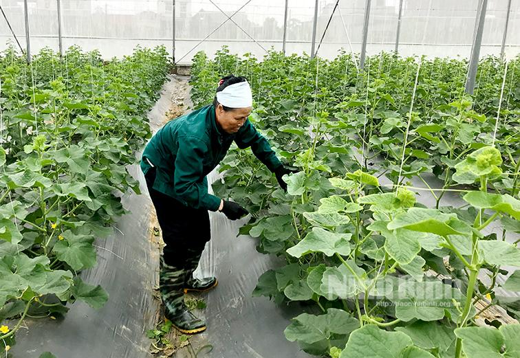 4 nông dân Ninh Bình đạt danh hiệu Nông dân sản xuất, kinh doanh giỏi toàn quốc giai đoạn 2017-2022