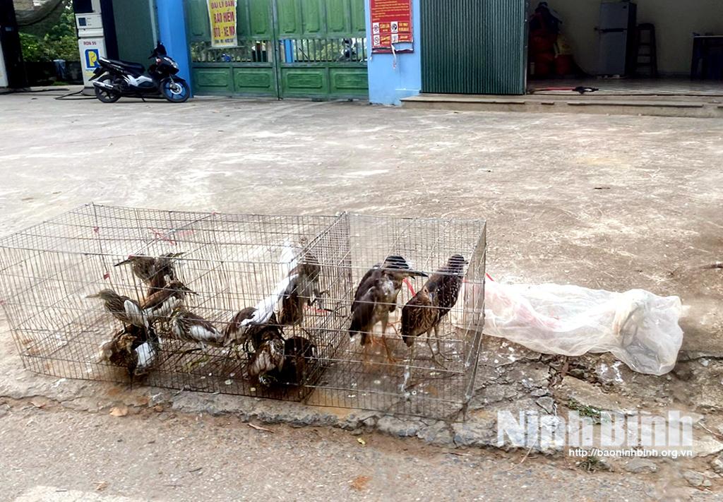Tam Điệp: Chim hoang dã được công khai bày bán