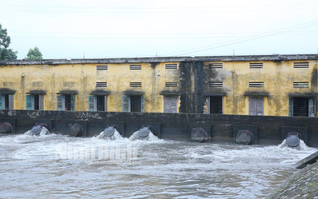 Tập trung tiêu úng bảo vệ lúa, hoa màu