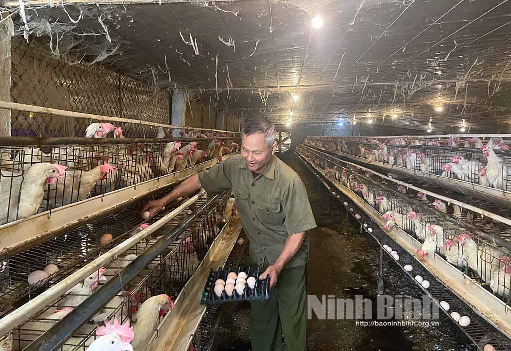 Nuôi gà đẻ trứng, thu lãi hàng trăm triệu đồng mỗi năm