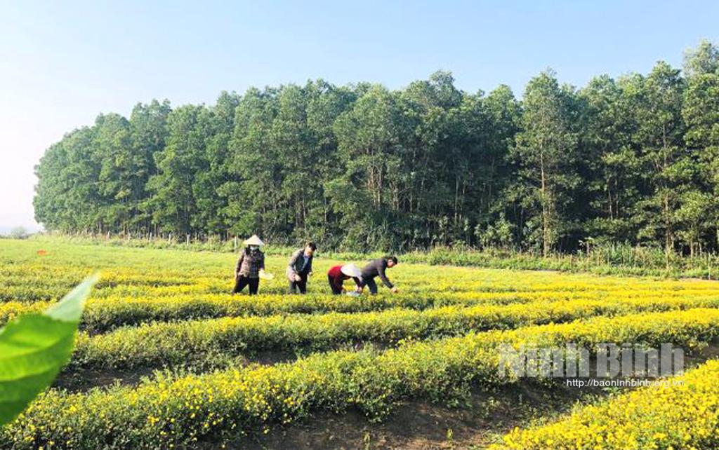 Nhộn nhịp mùa thu hoạch cúc Tiến Vua
