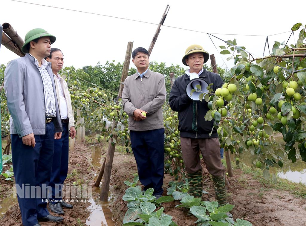 Kiểm tra, đánh giá mô hình trồng táo giống mới ở huyện Yên Khánh, Yên Mô