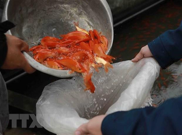 Làng nghề nuôi cá chép đỏ tất bật trước ngày ông Công, ông Táo