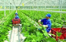 Localities striving to build smart new-style rural areas