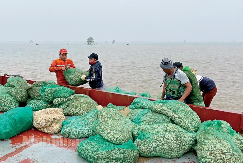 Mở ra cơ hội cho vùng nuôi ngao Kim Sơn