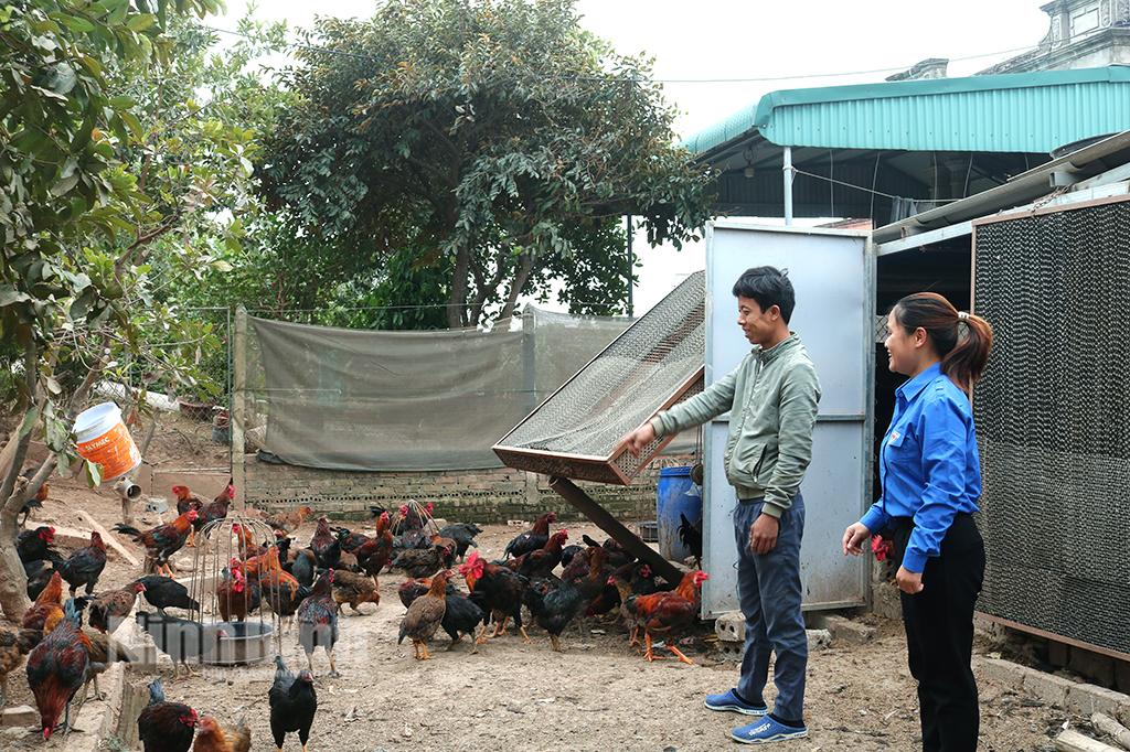 Khởi nghiệp với mô hình nuôi gà đẻ trứng