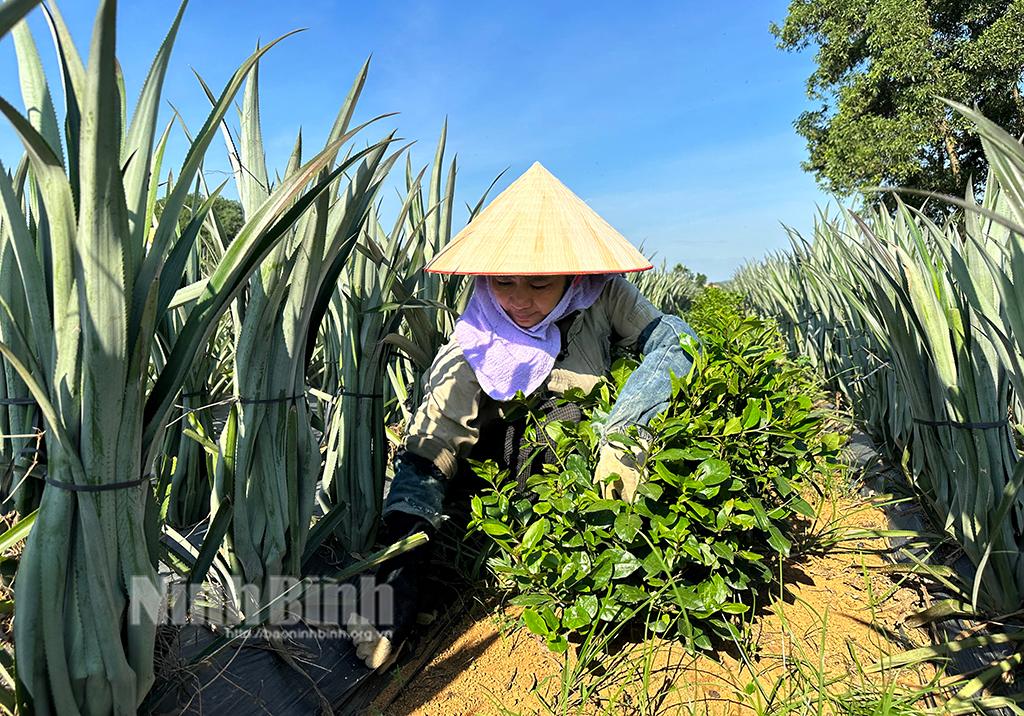 Chè Trại Quang Sỏi trước nguy cơ mai một
