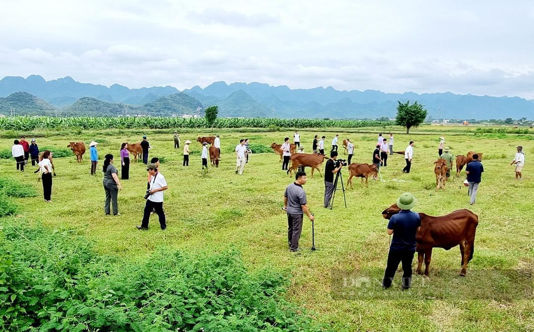 Hội Nông dân tỉnh trao bò giống cho các hộ thực hiện Mô hình nuôi bò theo chuỗi giá trị