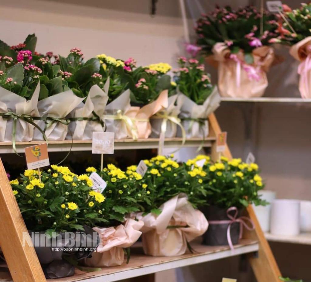 Các chậu hoa tươi, cây cảnh "hút" khách dịp 20/10