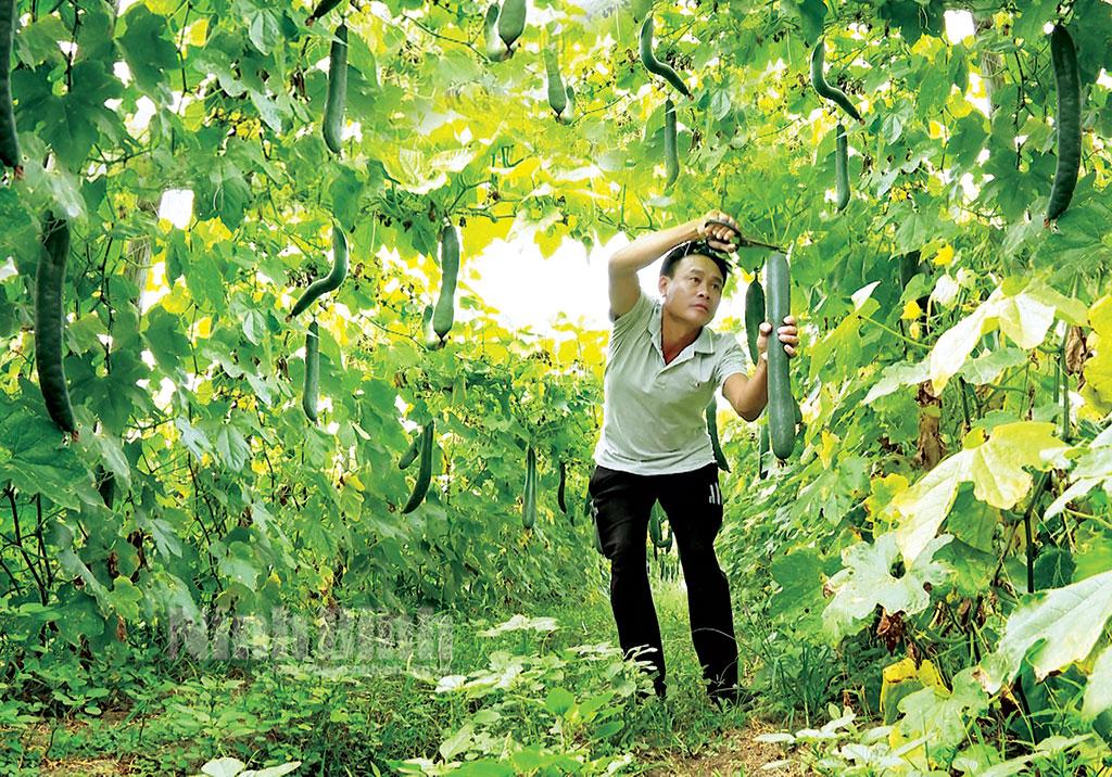 Nho Quan tập trung sản xuất cây vụ đông