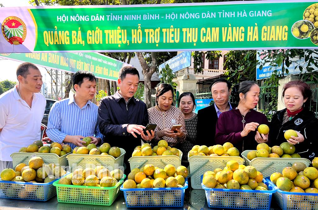 Giới thiệu, hỗ trợ tiêu thụ sản phẩm cam vàng Hà Giang