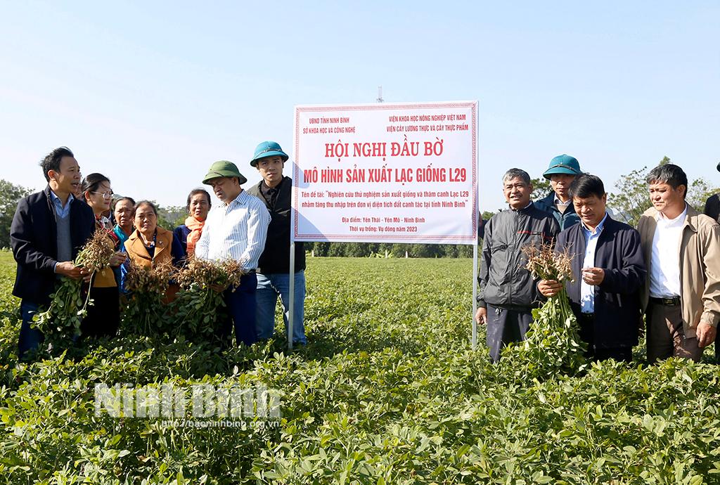 Hội thảo đầu bờ mô hình sản xuất lạc giống L29