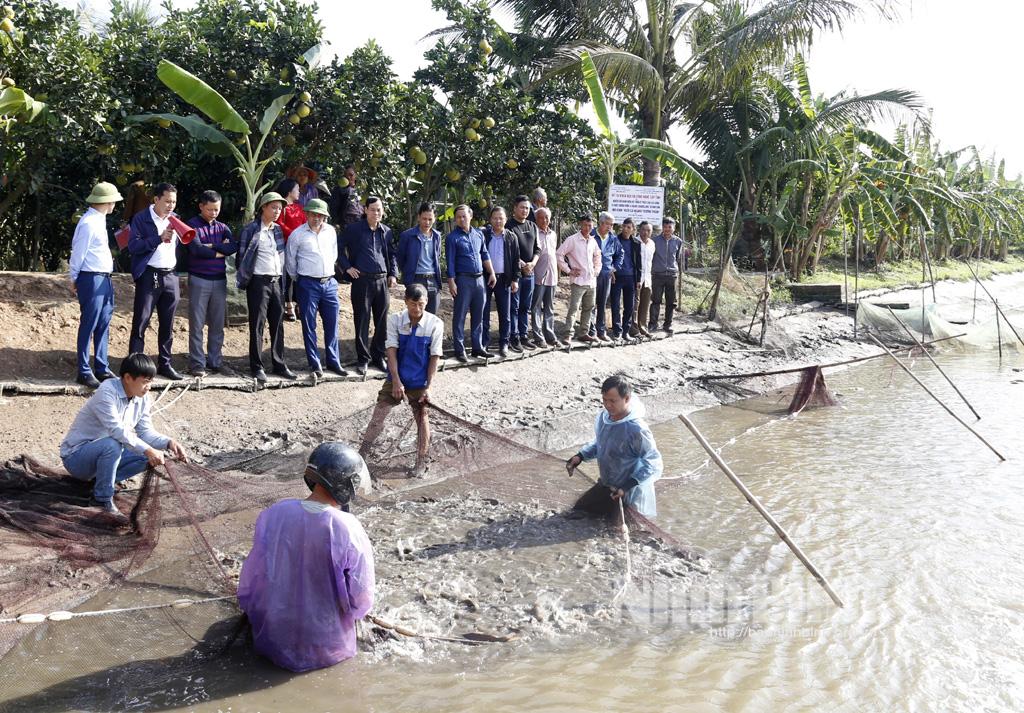 Hội thảo đầu bờ mô hình nuôi thương phẩm cá ngạnh
