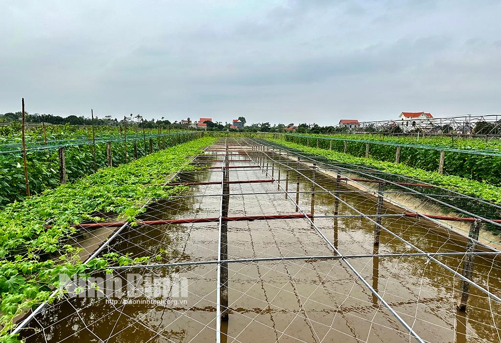 Đến khu vườn bạc triệu của nông dân Khánh Thành