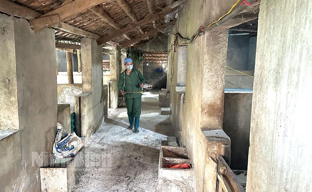 Chủ động triển khai các biện pháp phòng, chống dịch tả lợn châu Phi