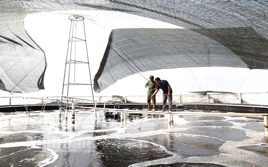 Nông dân Kim Sơn đầu tư lớn để nuôi tôm vụ đông