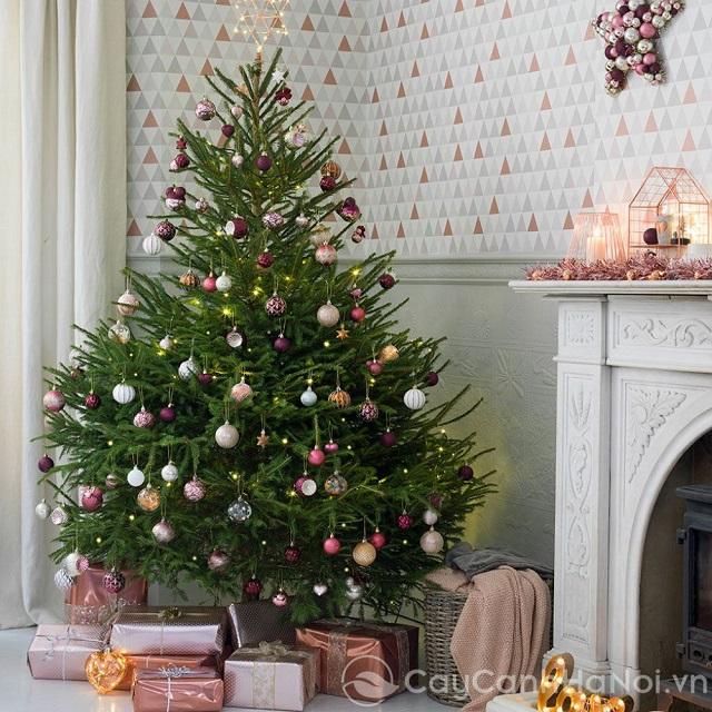Hà Nội: Thông tươi nhập khẩu Châu Âu hút khách dịp Noel 2023