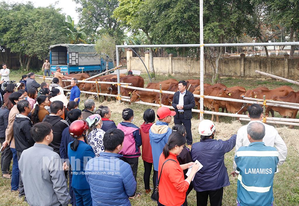 Yên Mô: Bàn giao bò sinh sản cho các hộ nghèo, cận nghèo