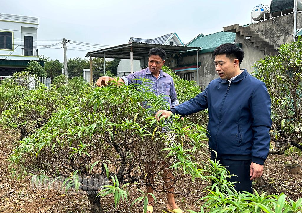 Đào Đông Sơn "xuống lá" đón Tết Giáp Thìn 2024