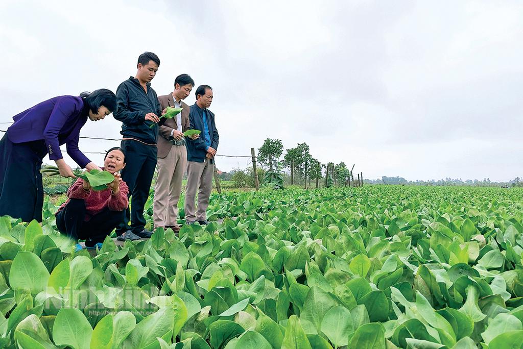 Đẩy mạnh cấp mã số vùng trồng, nâng cao chất lượng nông sản