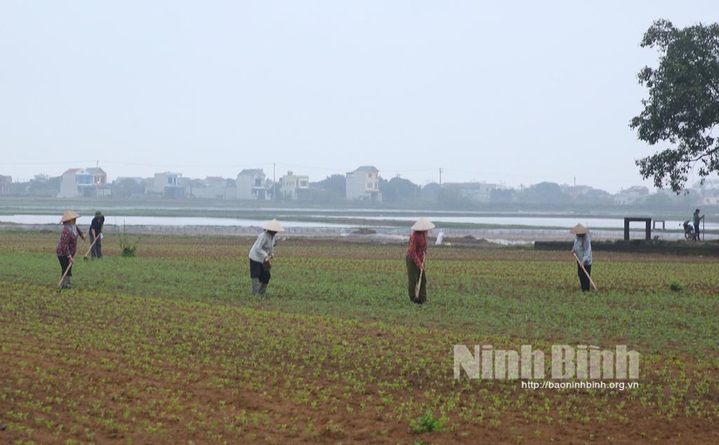 Nông dân Ninh Phúc tất bật vào vụ mới