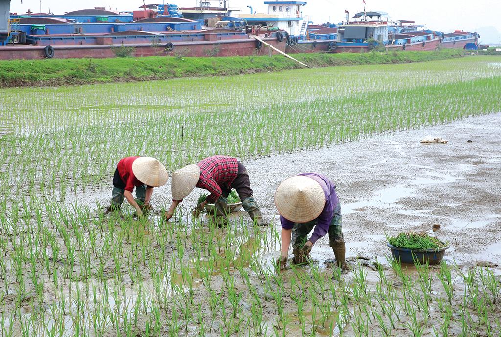 Thay đổi tư duy trong sản xuất lúa gạo: (Kỳ 1)- Khó khăn bủa vây người trồng lúa