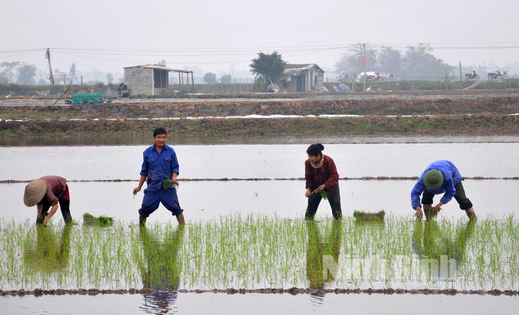 Gia Viễn chú trọng chăm sóc, bảo vệ lúa Đông Xuân