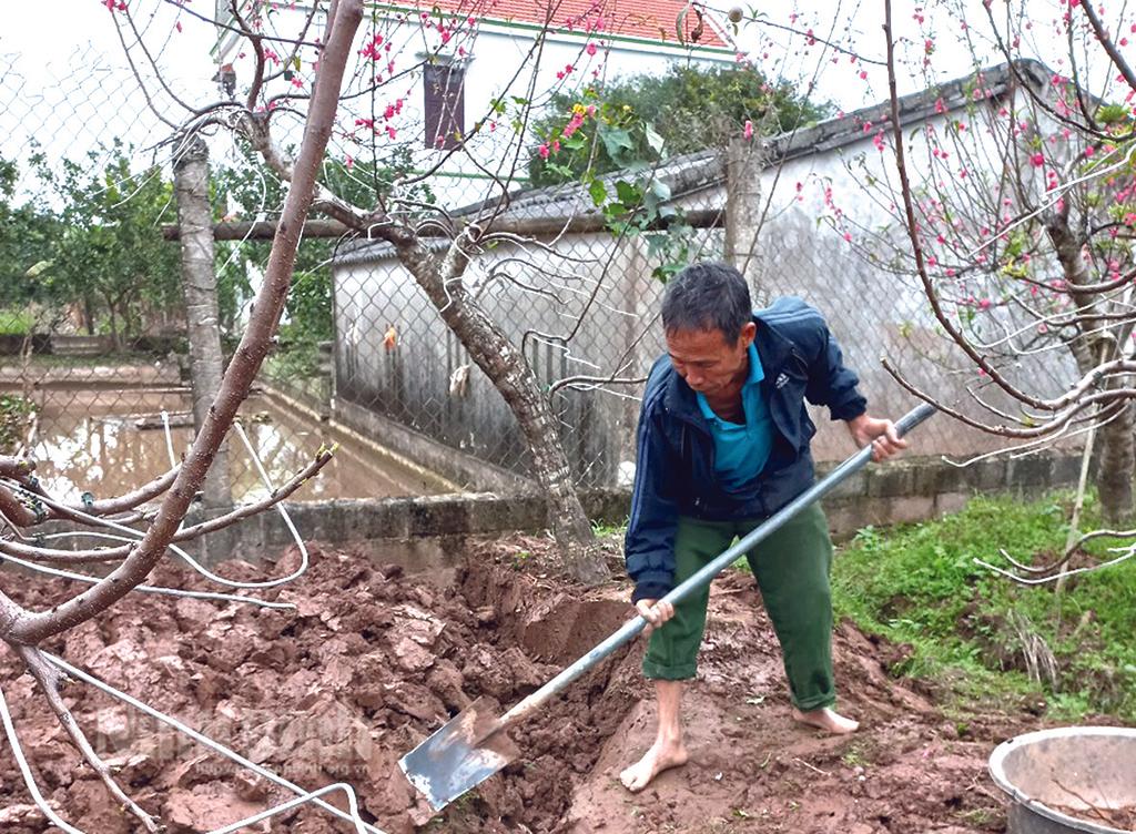 Dịch vụ chăm sóc đào sau Tết ngày càng đông khách