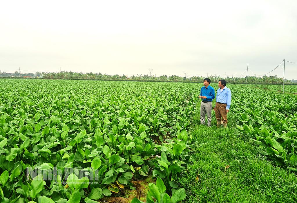 Khánh Thủy được cấp mã vùng trồng cây dược liệu trạch tả