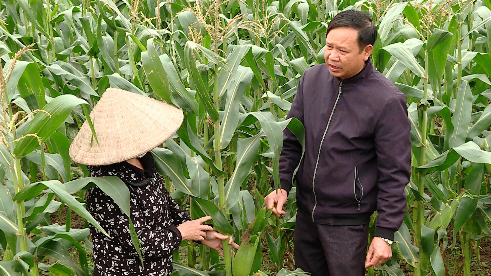 Yên Lâm phấn đấu đạt tiêu chí thu nhập trong xây dựng nông thôn mới kiểu mẫu