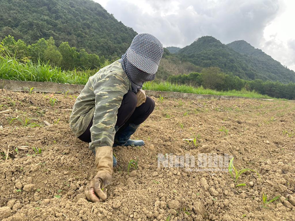 Thiếu mưa, nông dân vùng đồi núi gặp khó