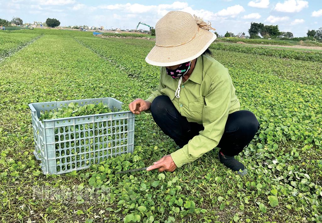 Xây dựng thương hiệu rau má Yên Thắng