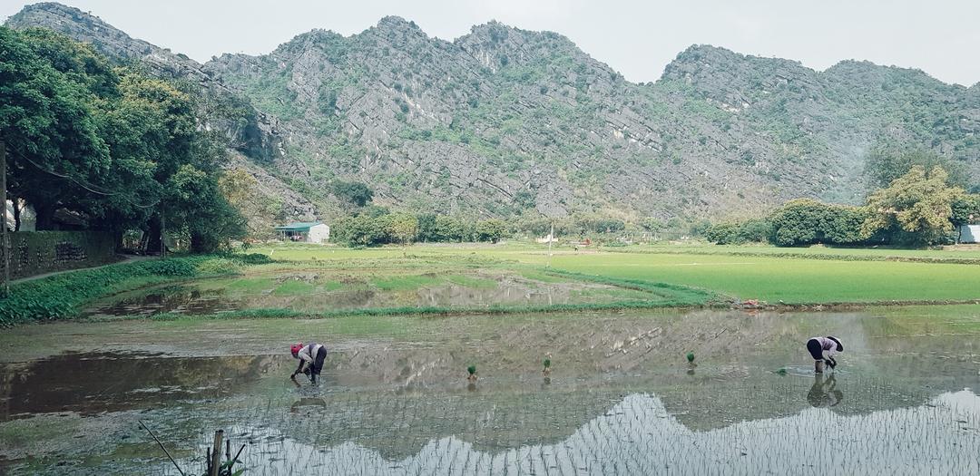 Tạo điều kiện thuận lợi để tập trung, tích tụ đất đai cho sản xuất nông nghiệp