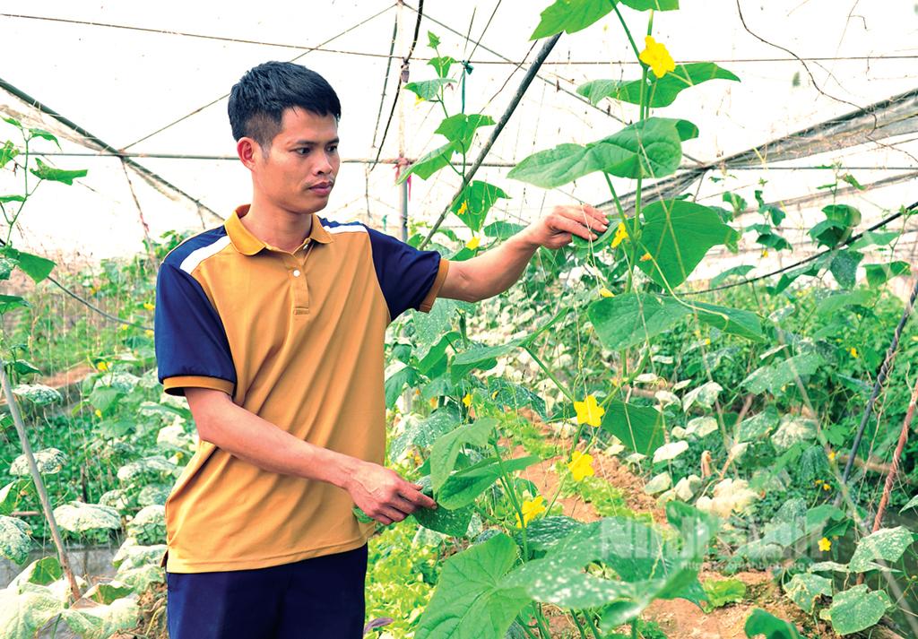 Tiếp sức để thanh niên khởi nghiệp: (Kỳ 1) - "Đòn bẩy" giúp thanh niên phát triển kinh tế