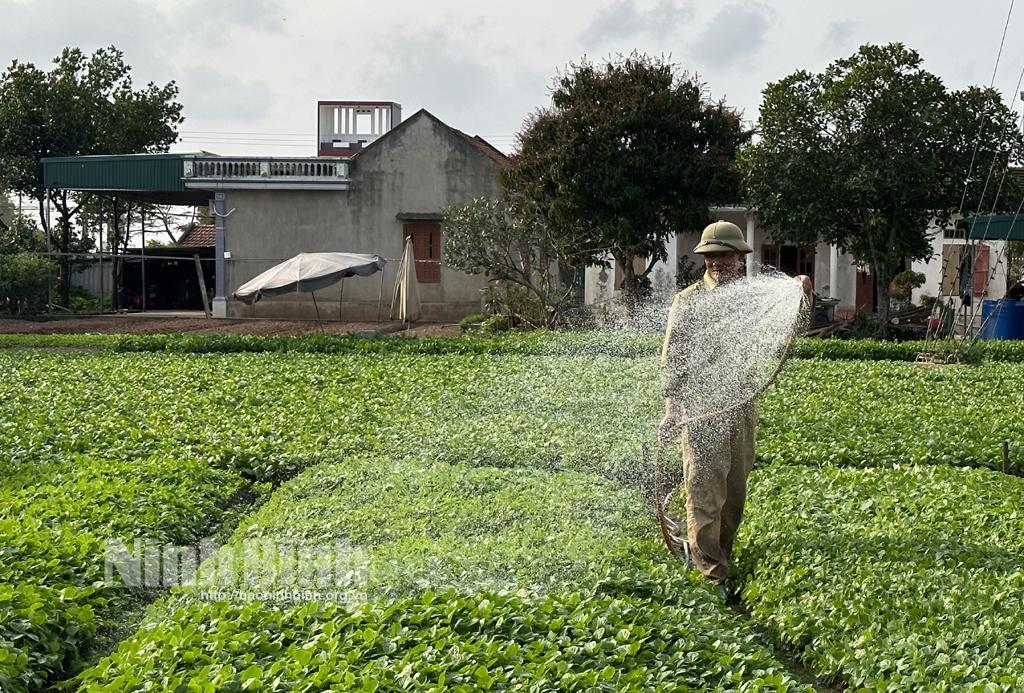 Nâng cao thu nhập từ sản xuất rau an toàn