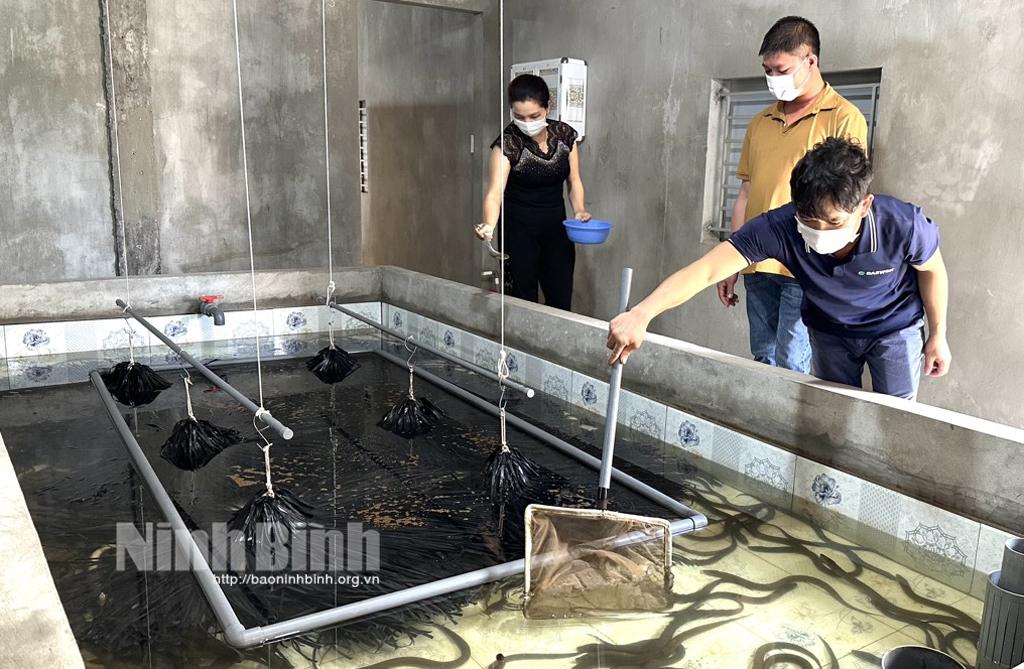 Khởi nghiệp bằng nuôi lươn không bùn