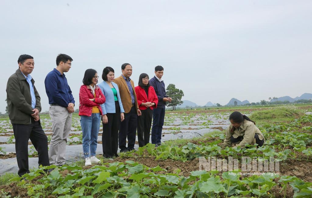 Gia Viễn: Hình thành vùng sản xuất dưa gắn với du lịch nông nghiệp