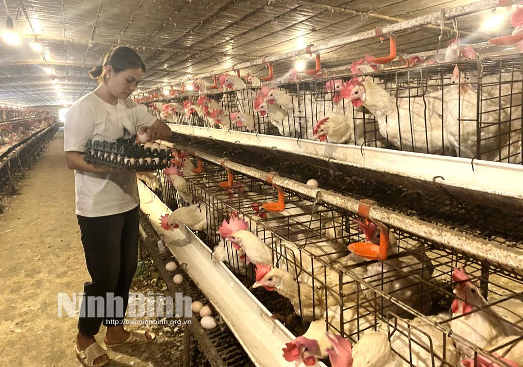 Thu hàng tỷ đồng mỗi năm từ chuỗi trang trại chăn nuôi tổng hợp