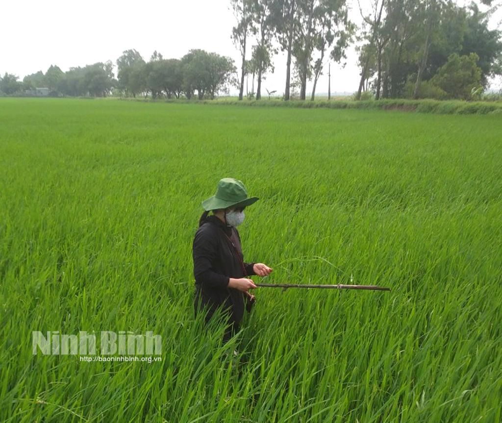 Yên Khánh, tập trung phòng trừ sâu bệnh hại lúa vụ Đông xuân