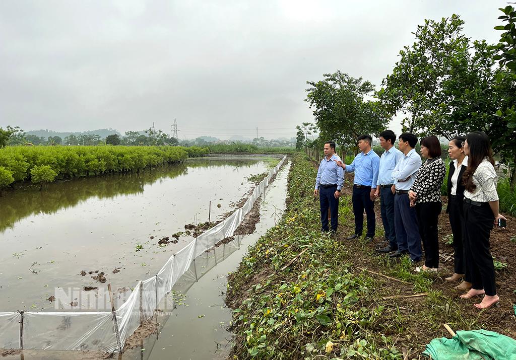 HTX Dược liệu Đông Sơn: Hiệu quả từ sản xuất tinh dầu tràm