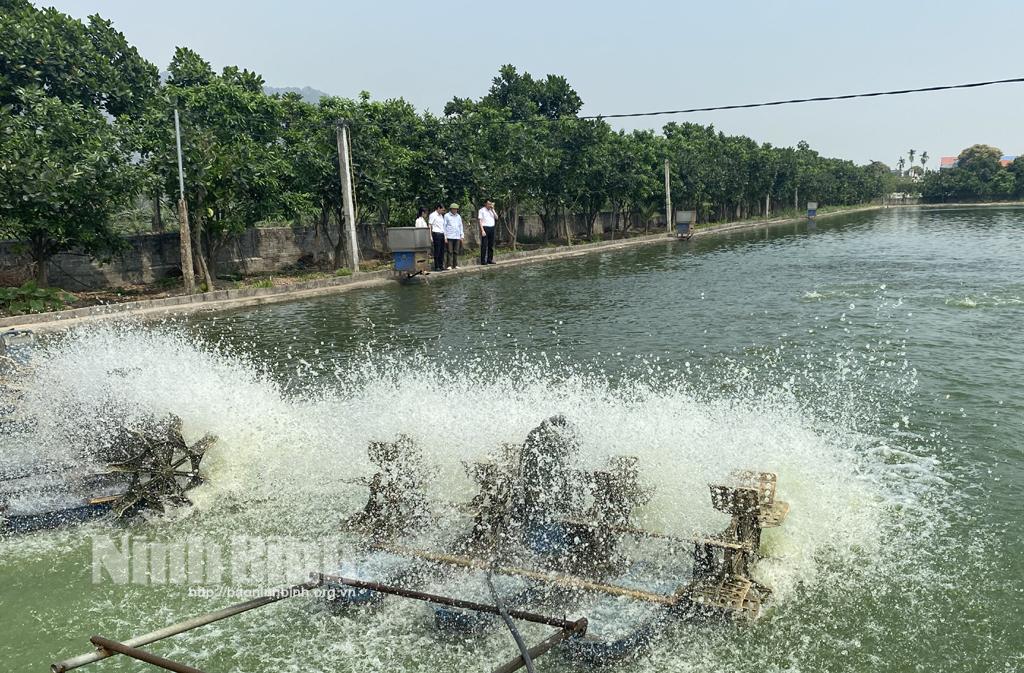 Hiệu quả từ mô hình nuôi cá nước ngọt theo hướng VietGAP