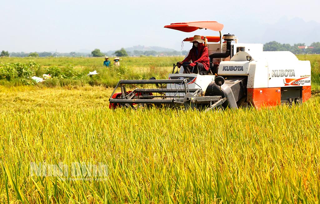 Nông dân huyện Nho Quan khẩn trương thu hoạch lúa ngoài đê