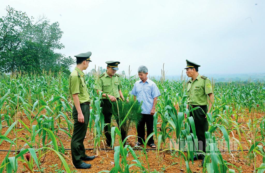 Nông, lâm kết hợp - mô hình phát triển kinh tế bền vững