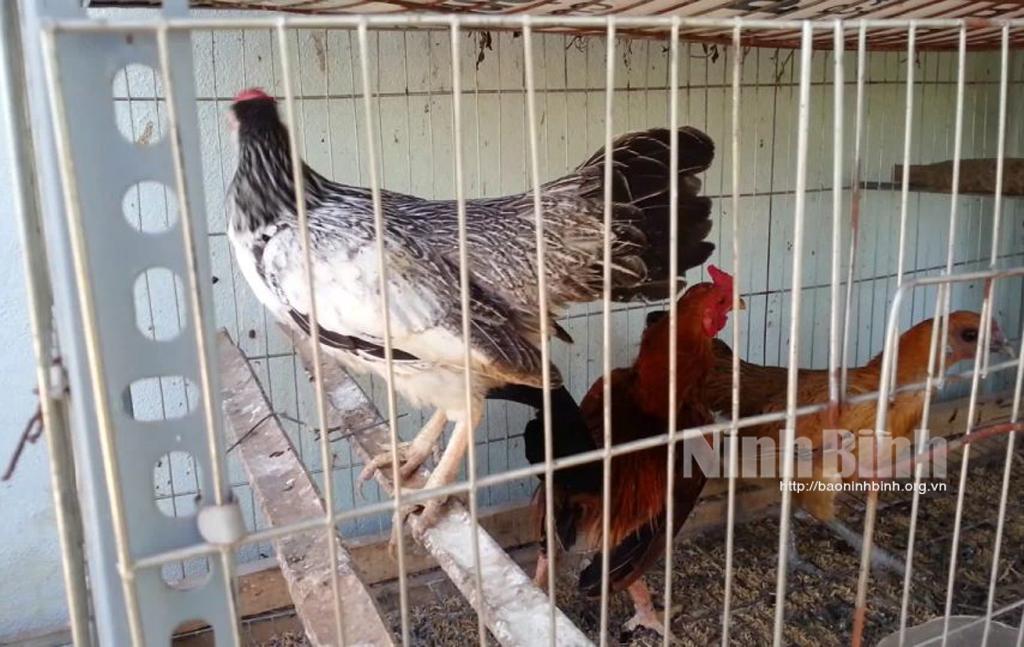 Xử lý nghiêm các trường hợp buôn bán, vận chuyển trái phép gia cầm, sản phẩm gia cầm trên địa bàn tỉnh