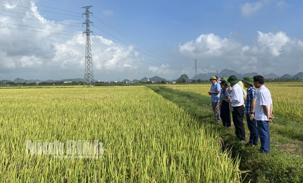 Yên Mô đánh giá hiệu quả triển khai các dự án, nhiệm vụ hỗ trợ sản xuất vụ Đông Xuân năm 2023