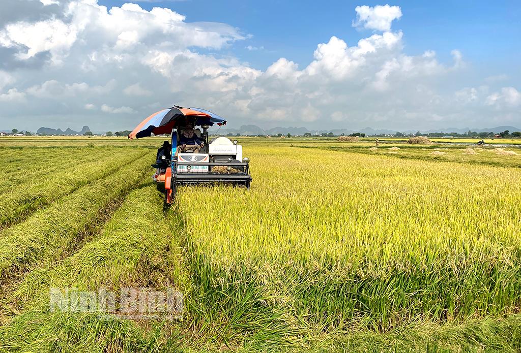Nông dân Yên Mô rộn ràng thu hoạch lúa Đông Xuân