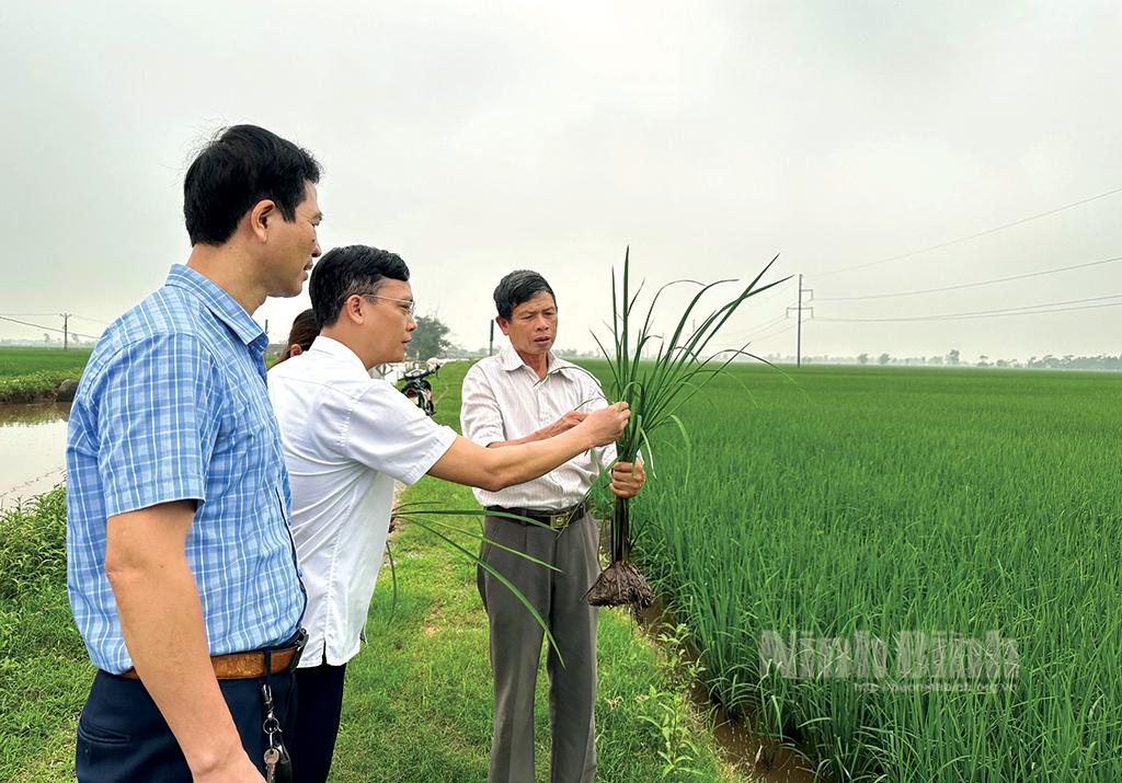 Yên Khánh chuyển đổi mạnh sản xuất lúa theo hướng hữu cơ
