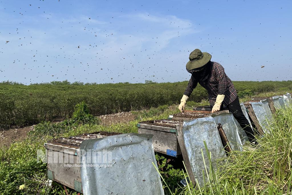 Mùa mật ngọt nơi rừng ngập mặn Kim Sơn