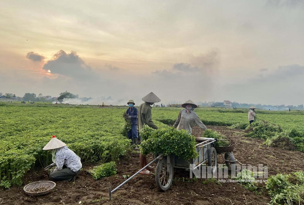 Nông dân Yên Khánh phấn khởi thu hoạch lạc xuân